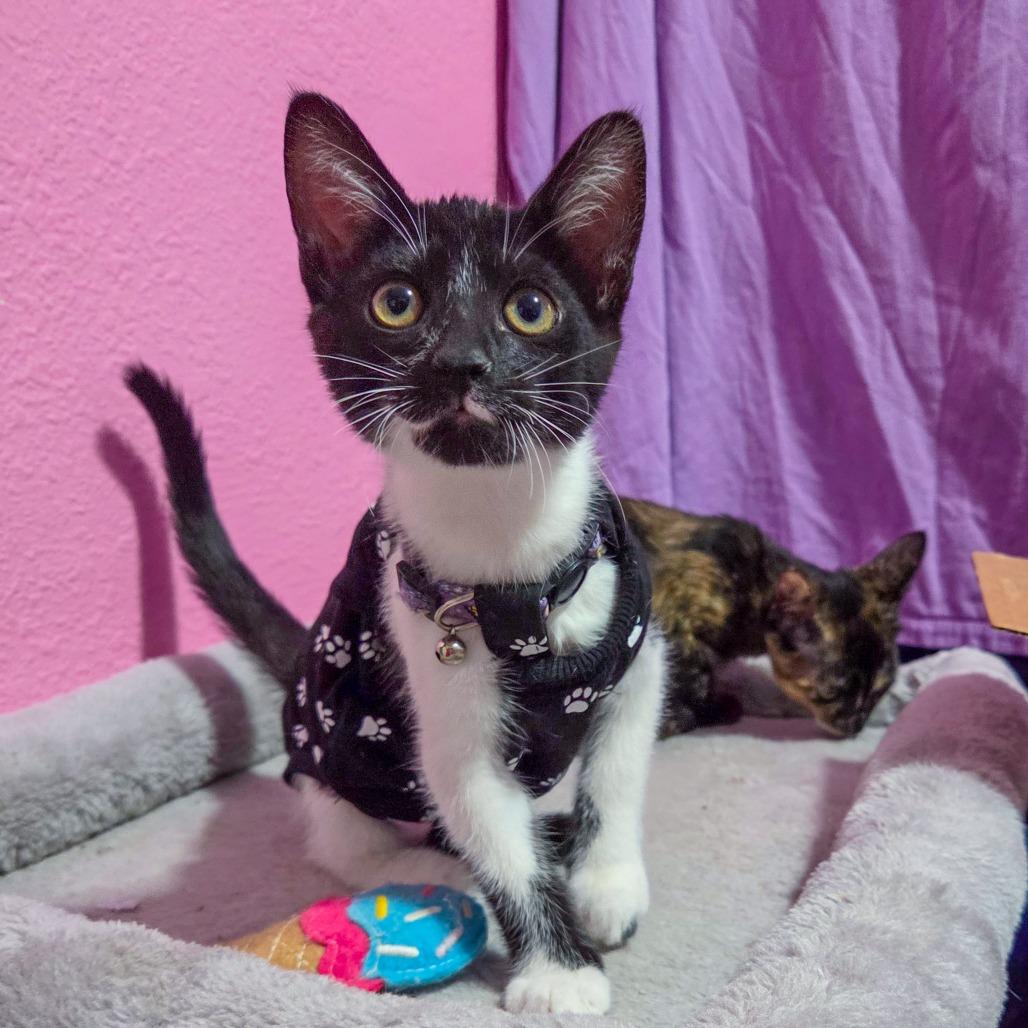 Enlarge Ma'at, a Adoptable Domestic Short Hair in San Diego, CA image 1/3