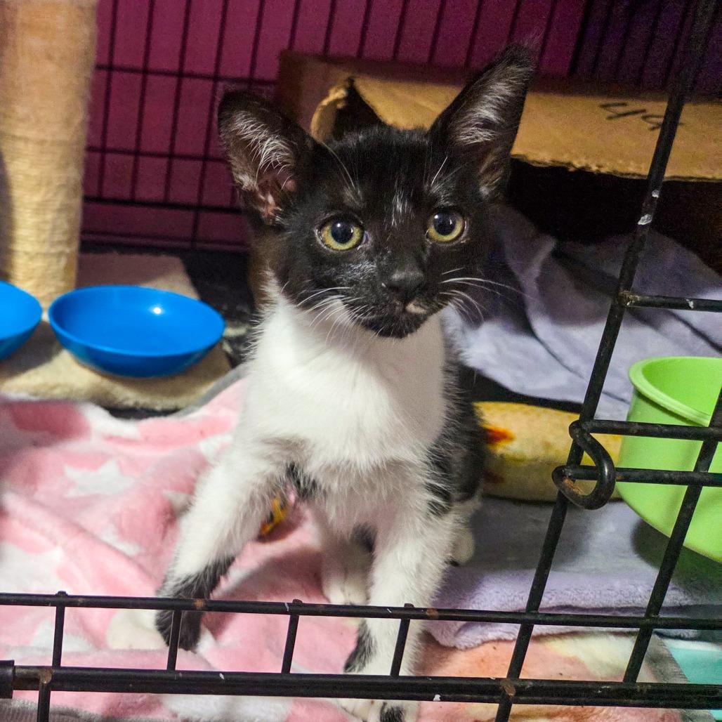 Enlarge Ma'at, a Adoptable Domestic Short Hair in San Diego, CA image 2/3