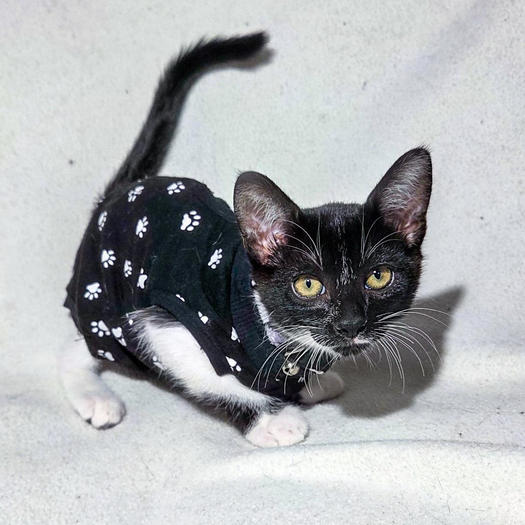 Enlarge Ma'at, a Adoptable Domestic Short Hair in San Diego, CA image 3/3