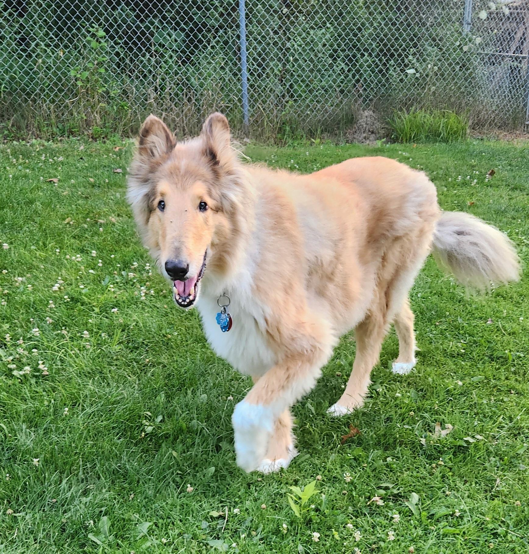 Mac, Adoptable, Adult Male Rough Collie.