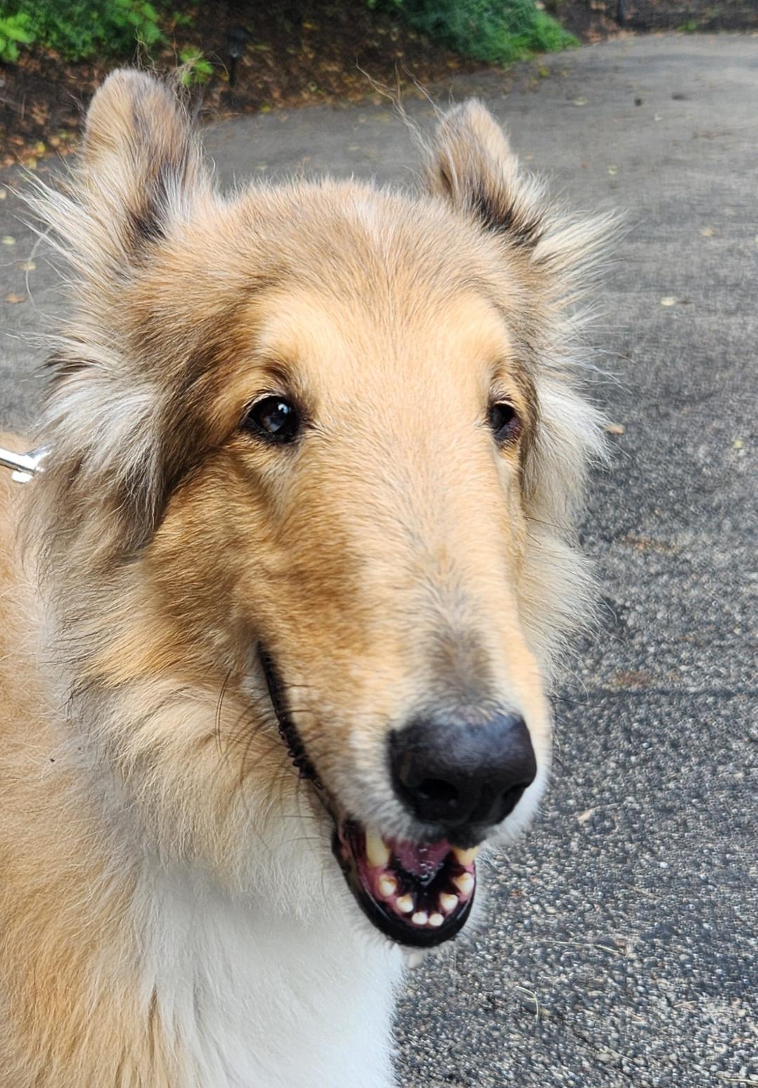 Enlarge Mac, a Adoptable Rough Collie in Elyria, OH image 2/6