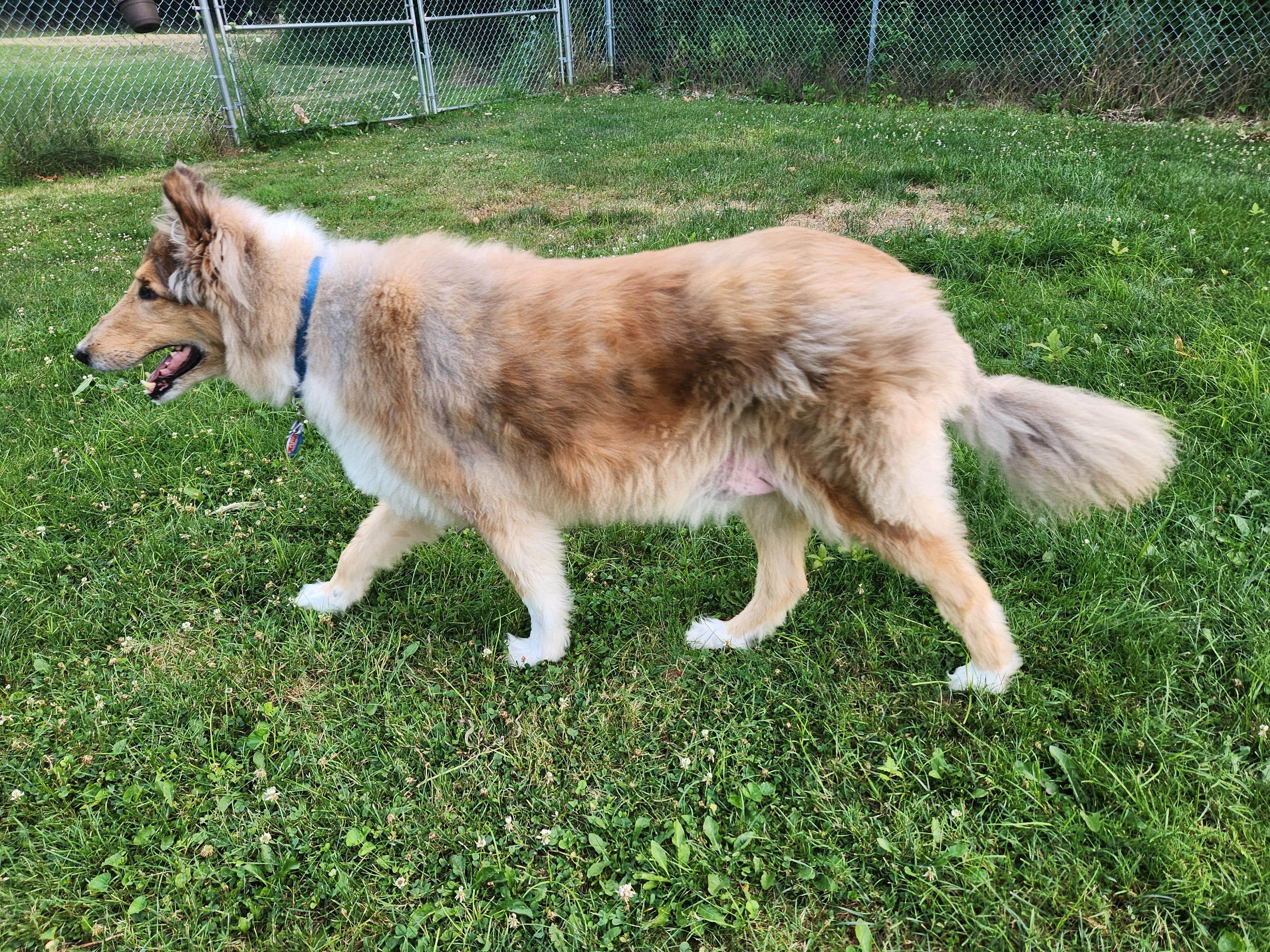 Enlarge Mac, a Adoptable Rough Collie in Elyria, OH image 3/6