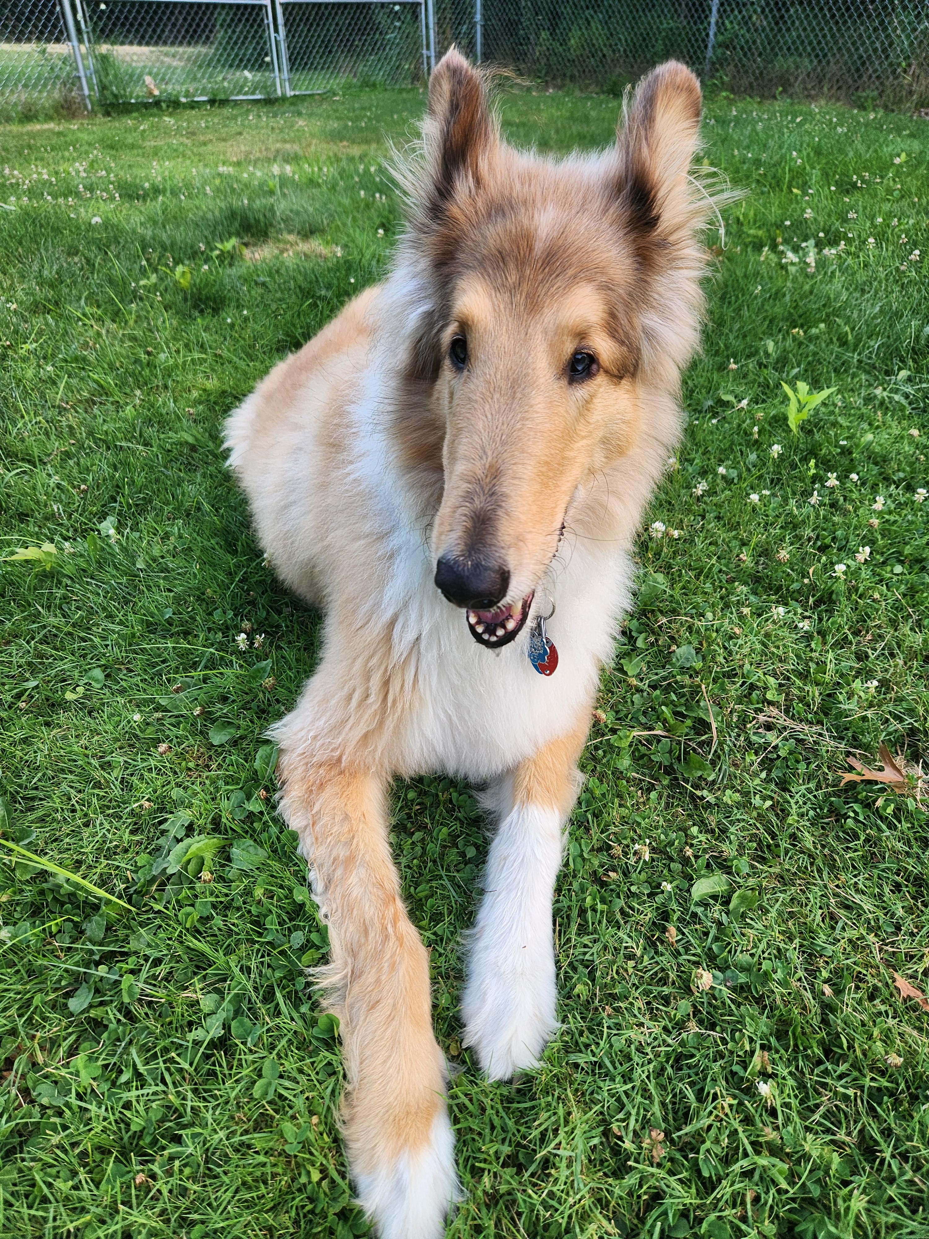 Enlarge Mac, a Adoptable Rough Collie in Elyria, OH image 4/6