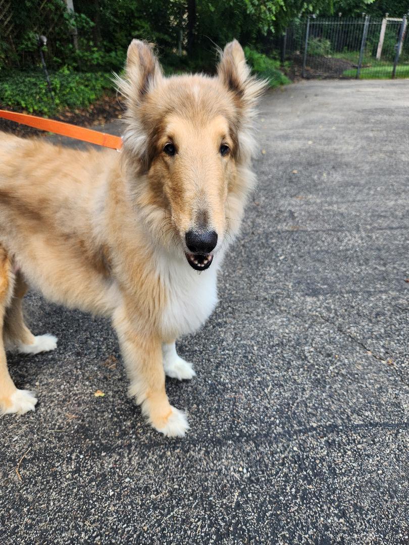 Enlarge Mac, a Adoptable Rough Collie in Elyria, OH image 5/6