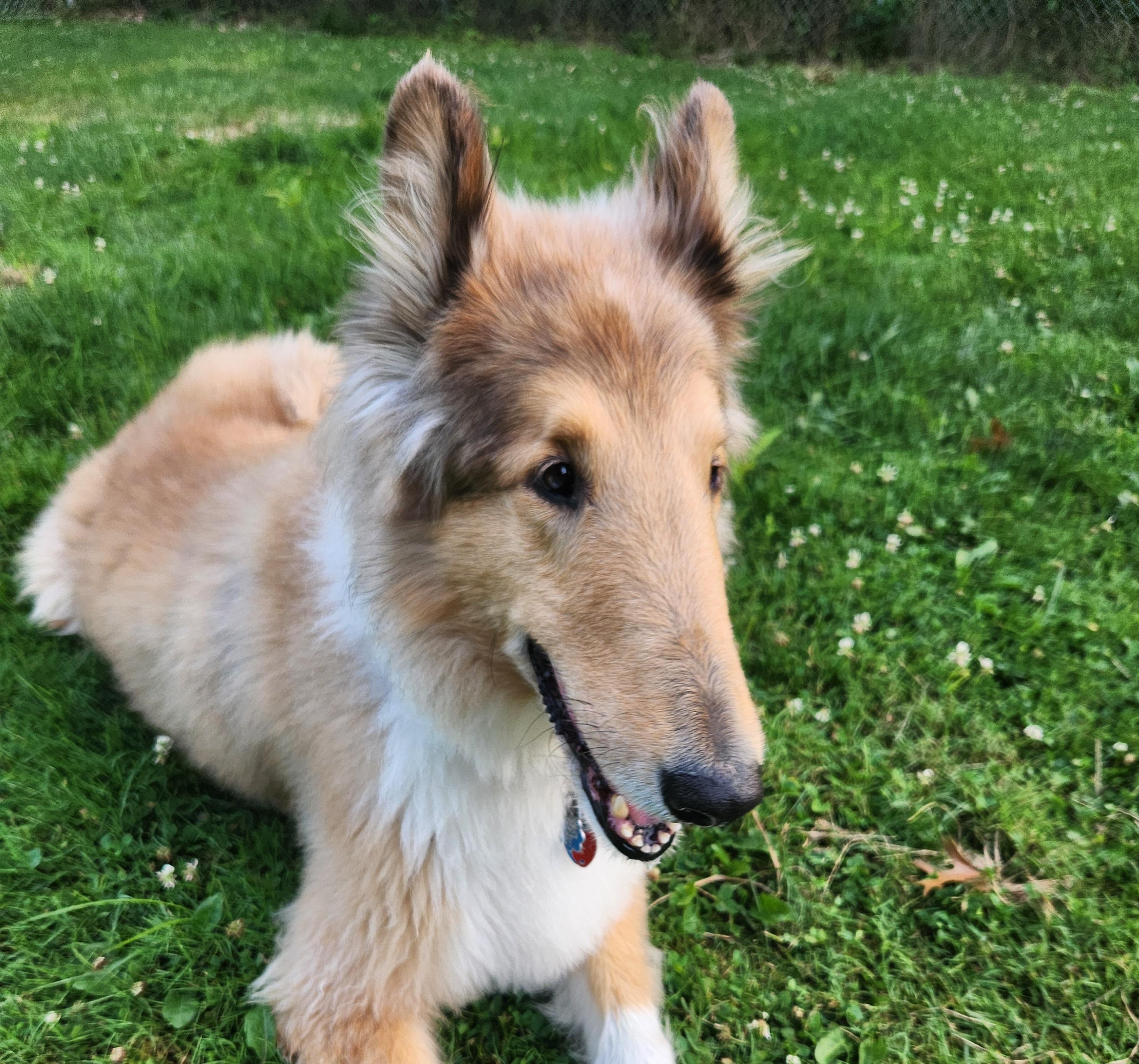 Enlarge Mac, a Adoptable Rough Collie in Elyria, OH image 6/6