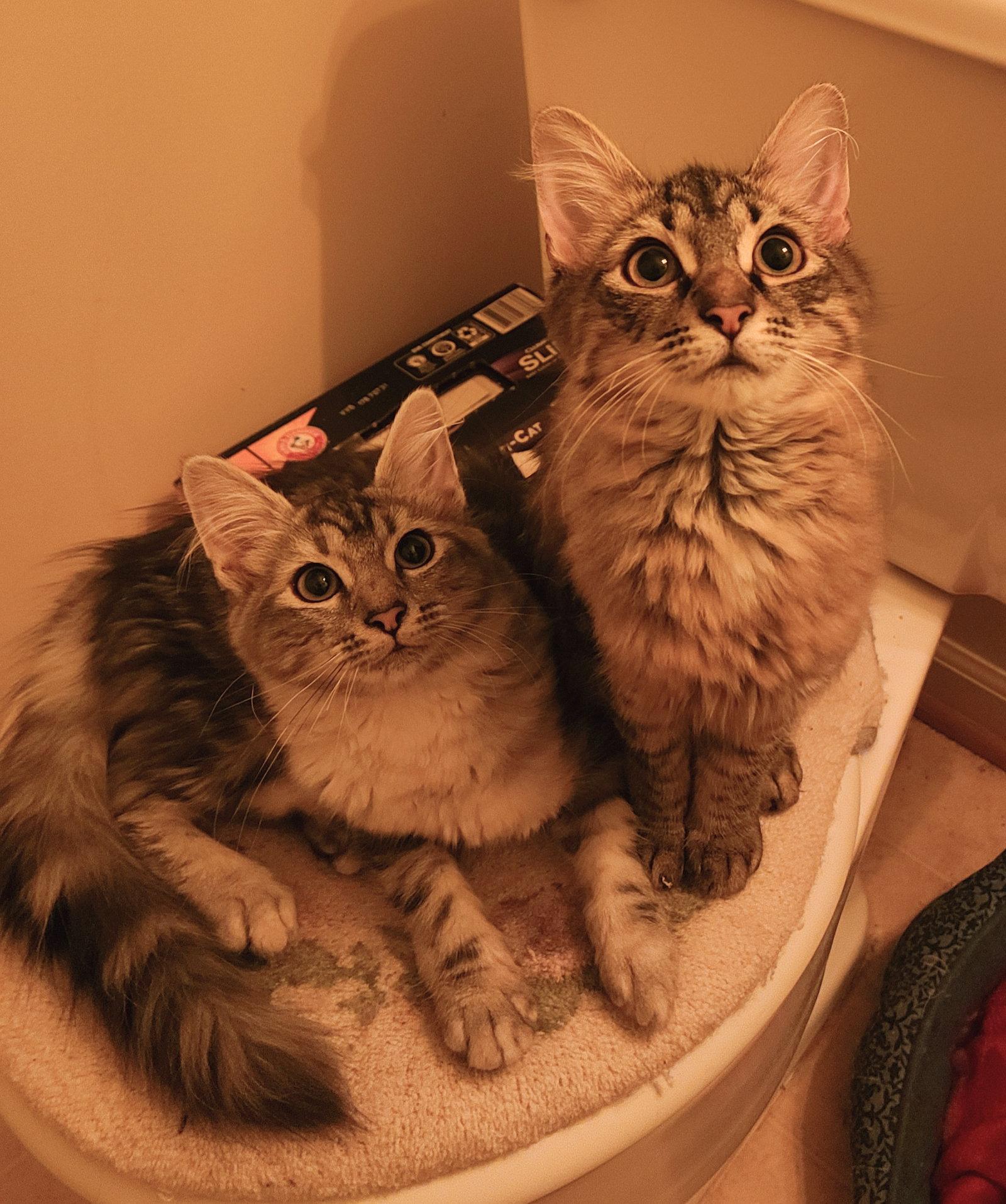 Willow & Wisteria, Adoptable, Kitten Female Maine Coon & Domestic Medium Hair.