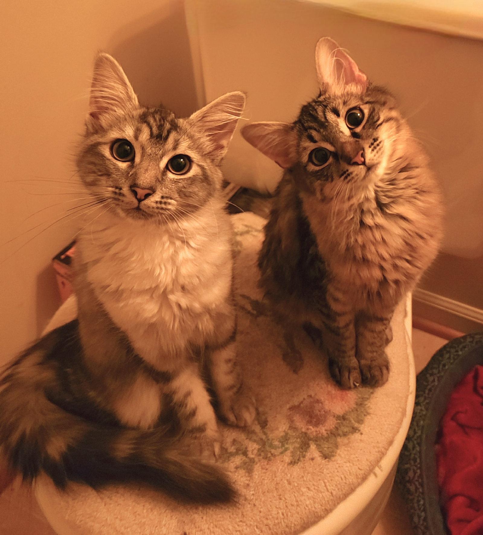 Enlarge Willow & Wisteria, a Adoptable mixed breed in Absecon, NJ image 2/3