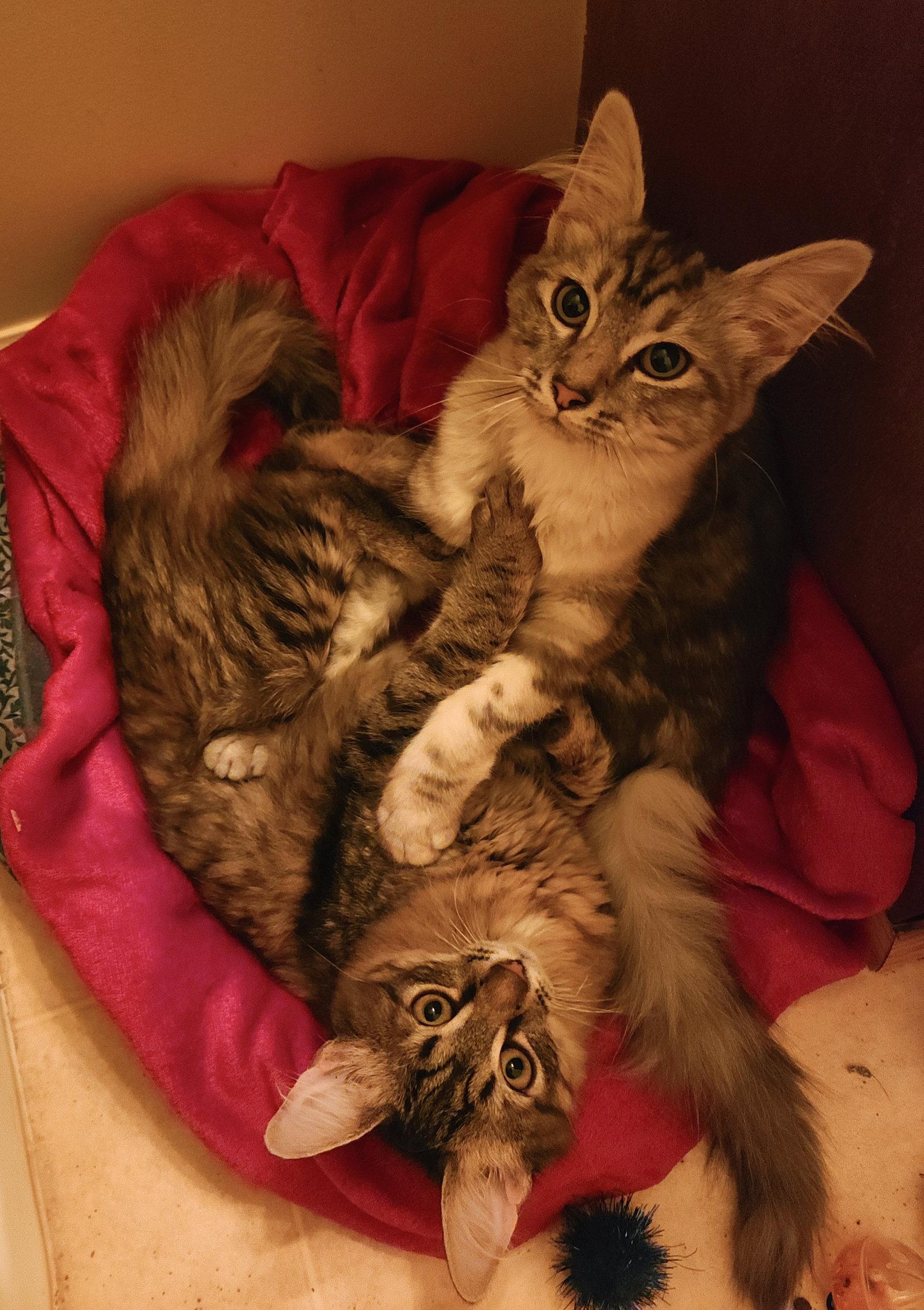 Enlarge Willow & Wisteria, a Adoptable mixed breed in Absecon, NJ image 3/3