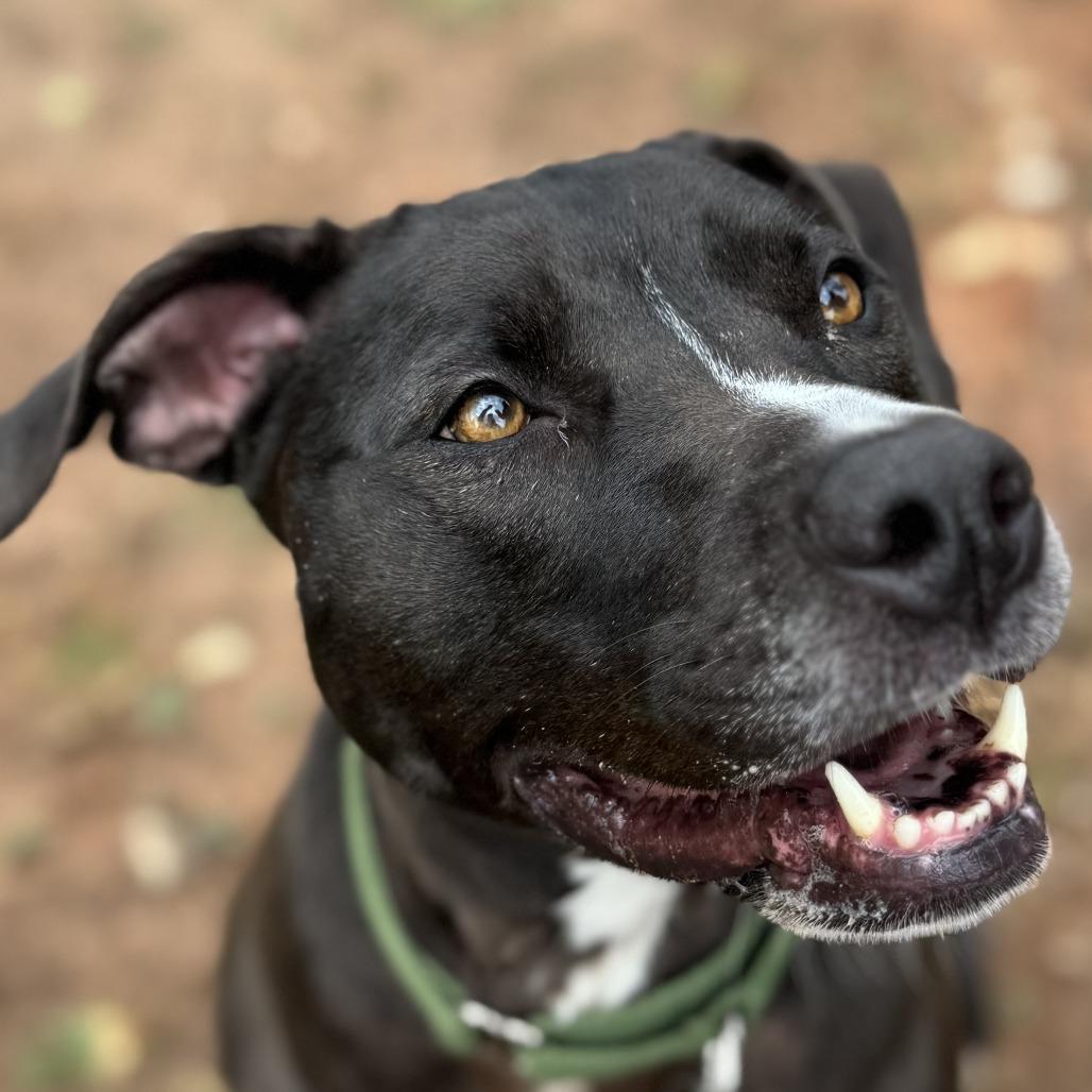 Nova 21062 — thumbnail 4