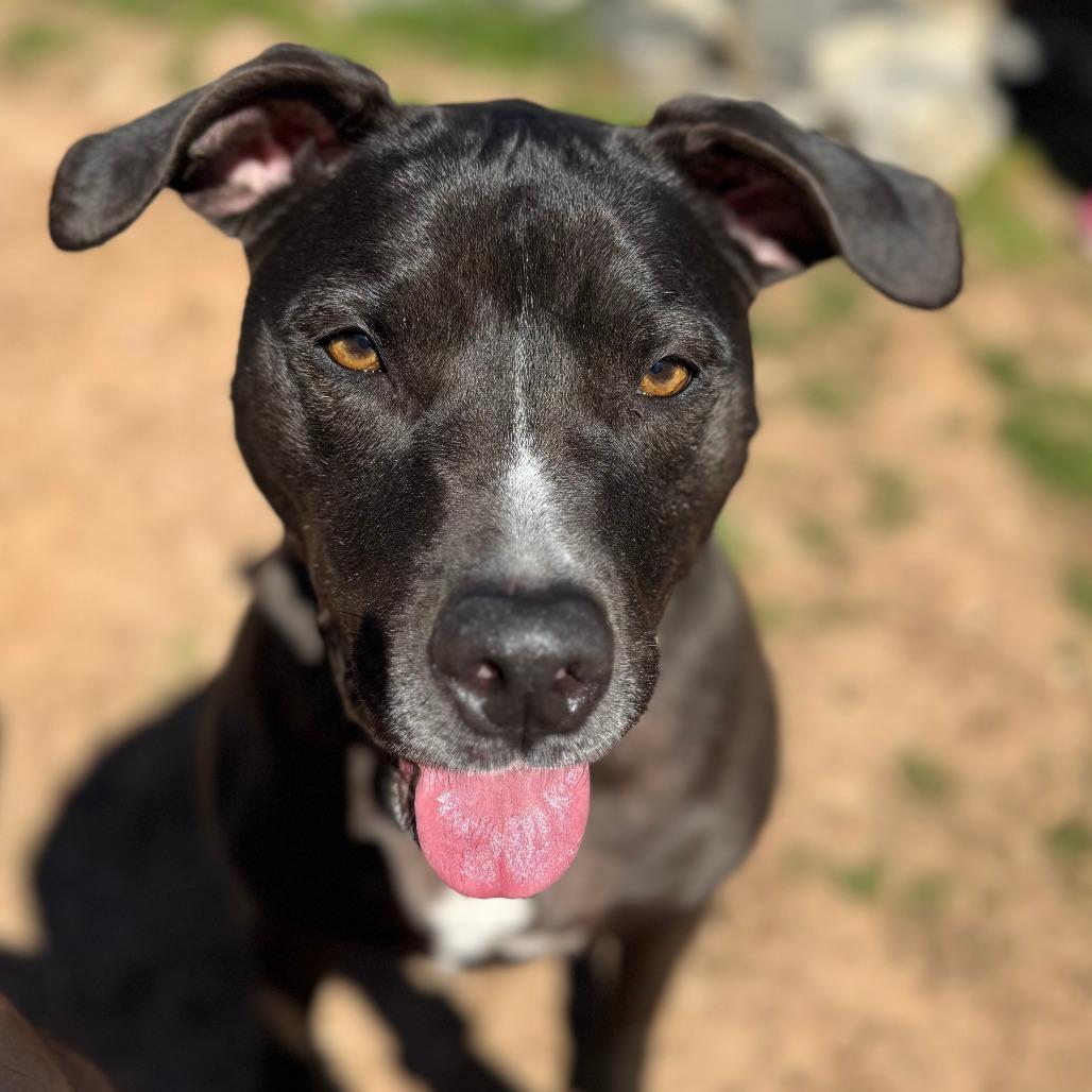 Nova 21062 — thumbnail 5