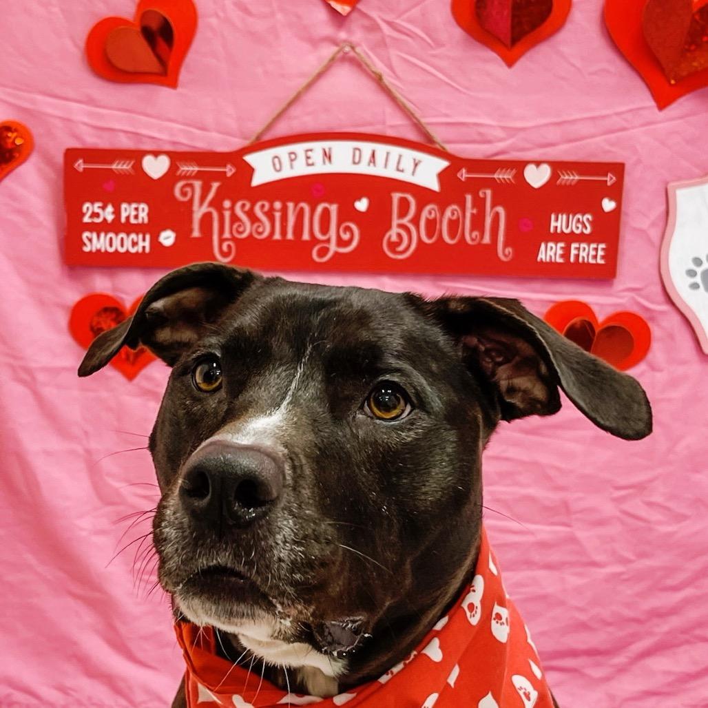 Nova 21062 — thumbnail 6