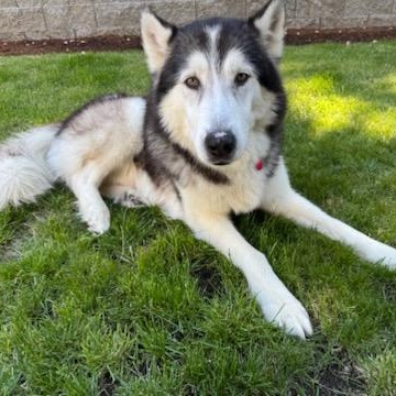 Kodak – The Husky With a Heart of Gold!