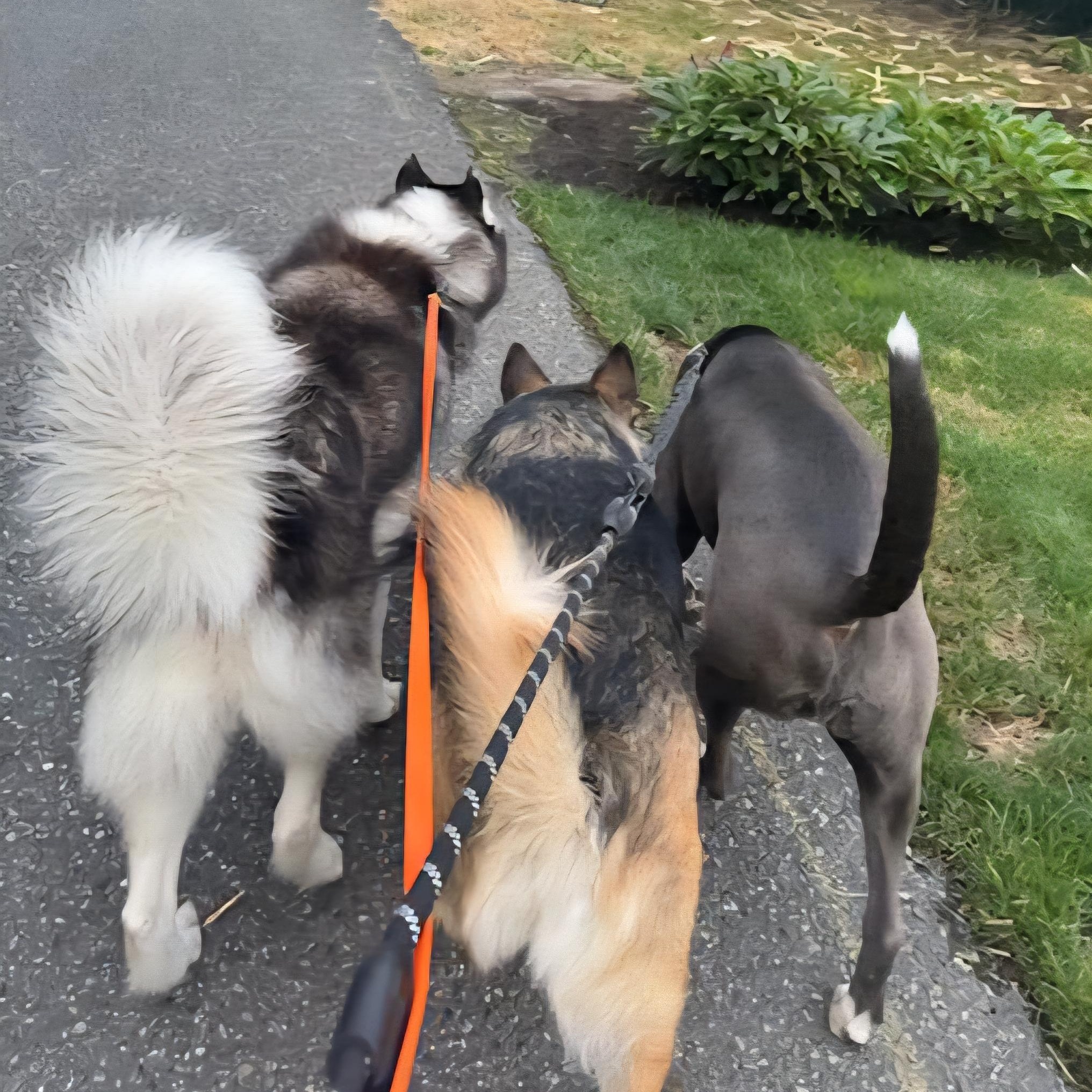 Enlarge Kodak – The Husky With a Heart of Gold!, a Adoptable mixed breed in Seattle, WA image 6/6