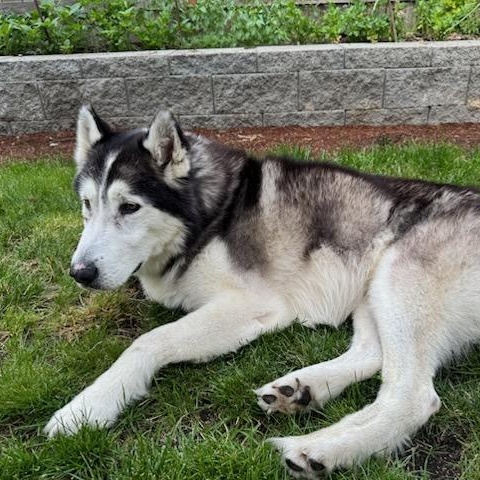 Kodak – The Husky With a Heart of Gold! 5