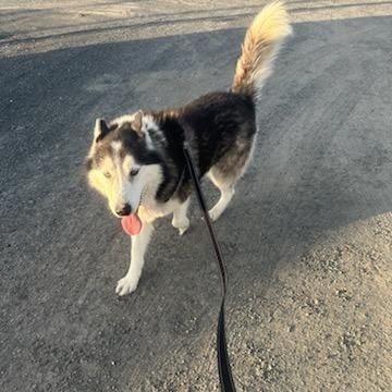 Kodak – The Husky With a Heart of Gold!