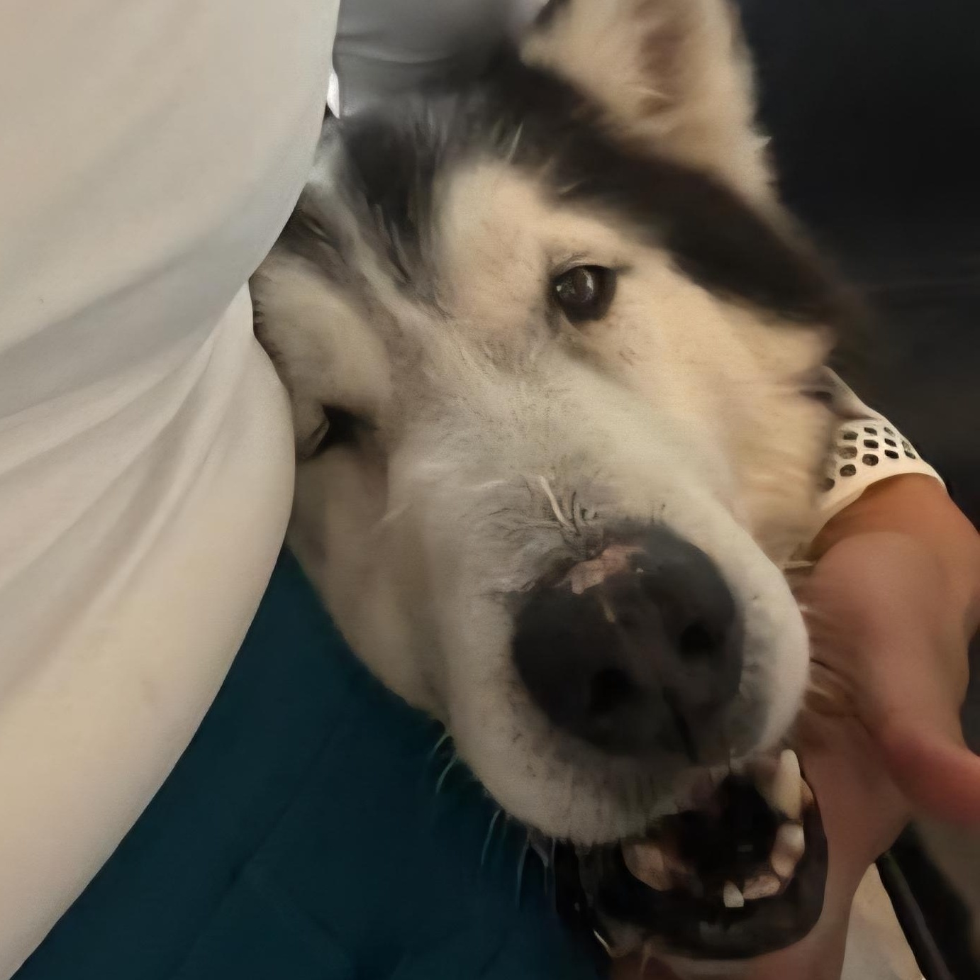 Kodak – The Husky With a Heart of Gold! 2