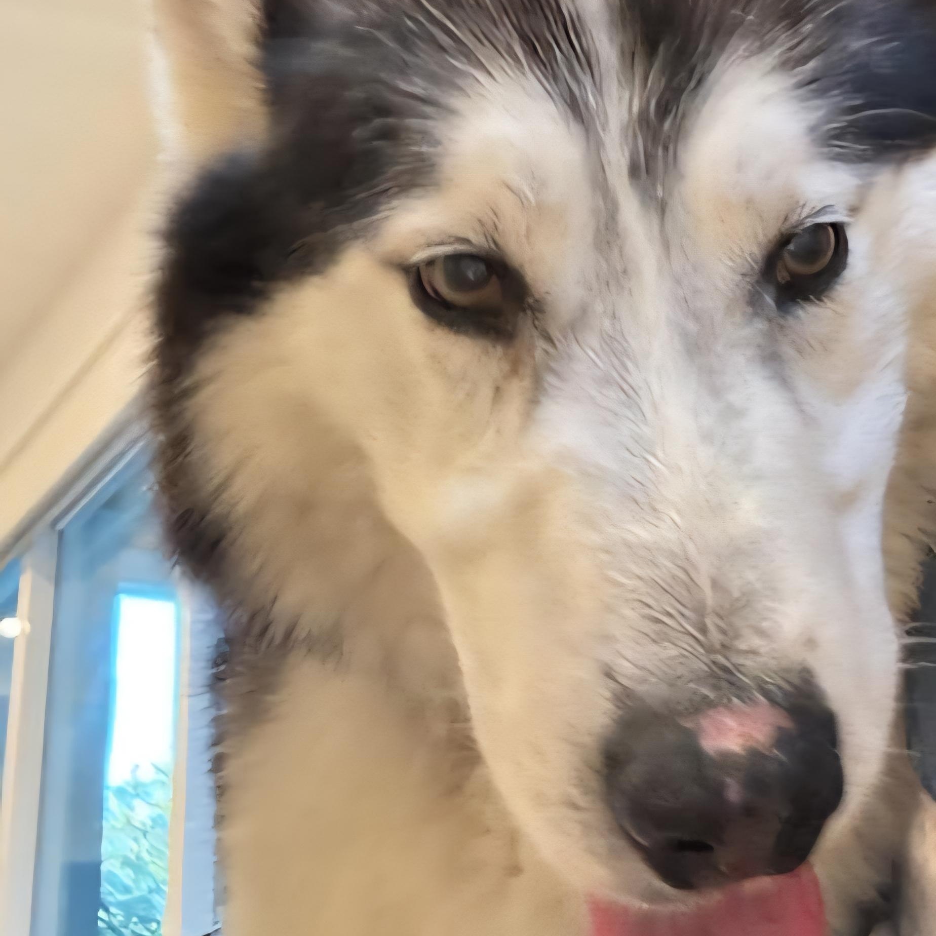 Enlarge Kodak – The Husky With a Heart of Gold!, a Adoptable mixed breed in Seattle, WA image 5/6