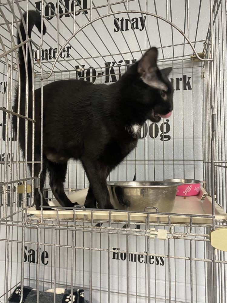 Jasmine, Adoptable, Adult Female Domestic Short Hair.