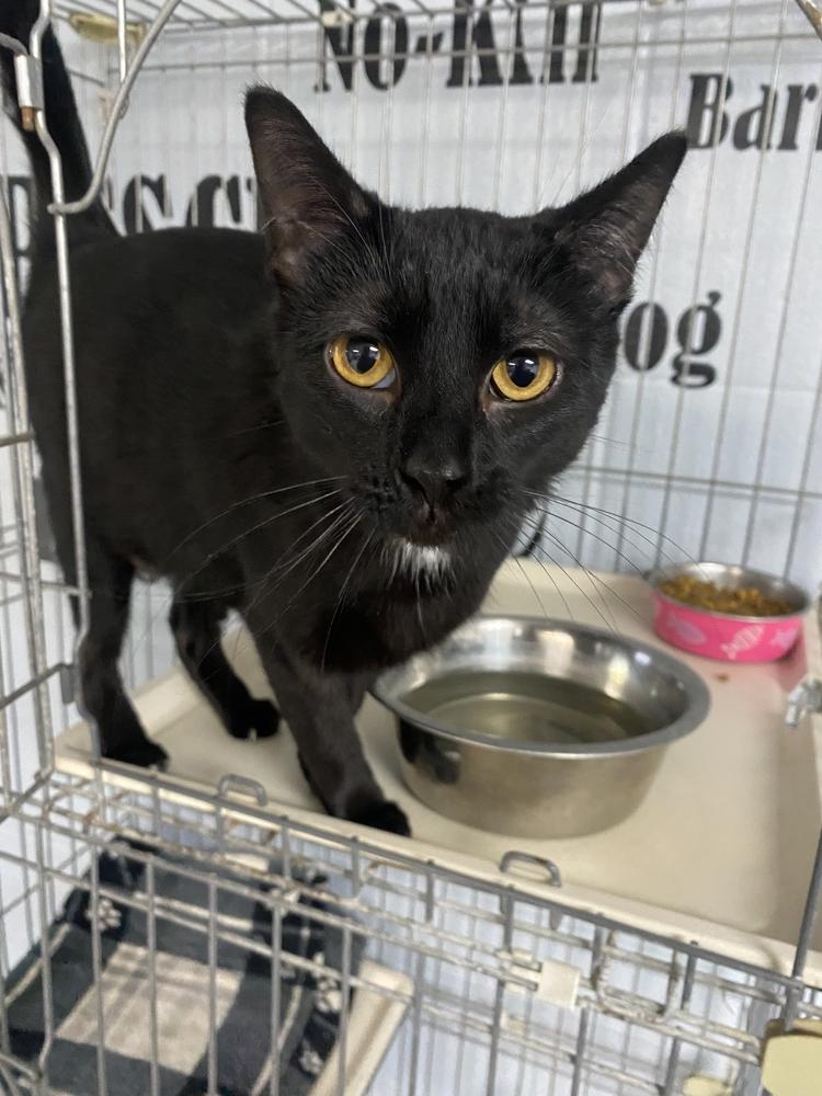 Enlarge Jasmine, a Adoptable mixed breed in Richmond, IN image 4/4