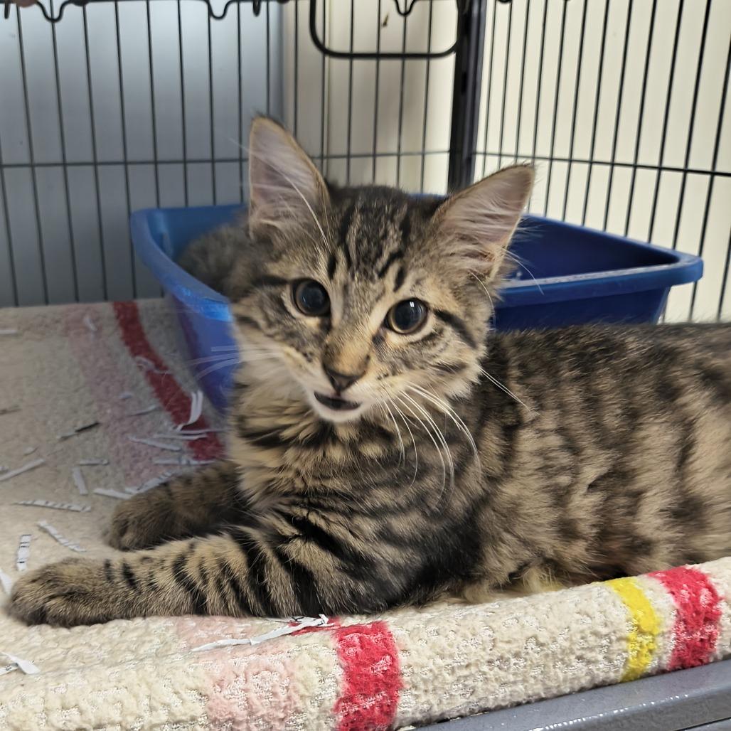 Gravy (26-10979), Adoptable, Kitten Male Domestic Medium Hair.
