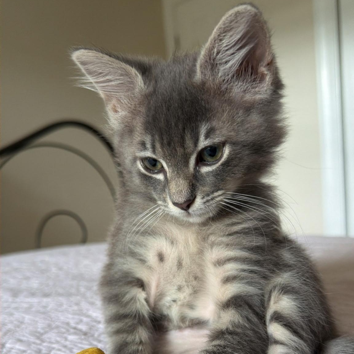 Pepper, adopted, Kitten Male Domestic Medium Hair.