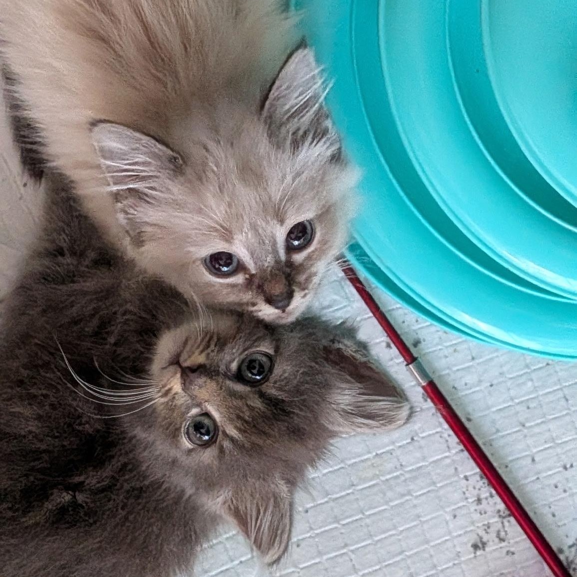 Enlarge Pepper, an adopted Domestic Medium Hair in Wilmington, NC image 2/5