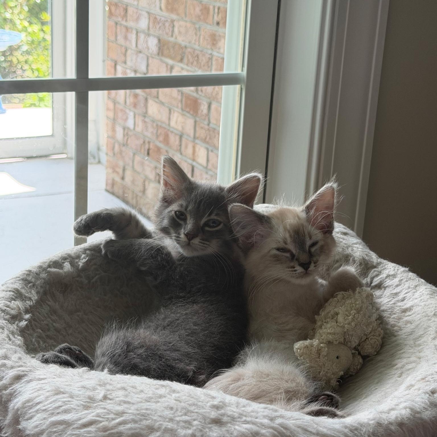 Enlarge Pepper, an adopted Domestic Medium Hair in Wilmington, NC image 4/5