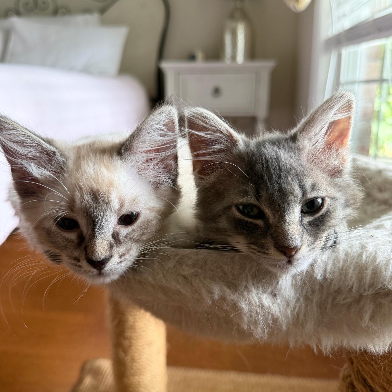 Enlarge Pepper, an adopted Domestic Medium Hair in Wilmington, NC image 3/5