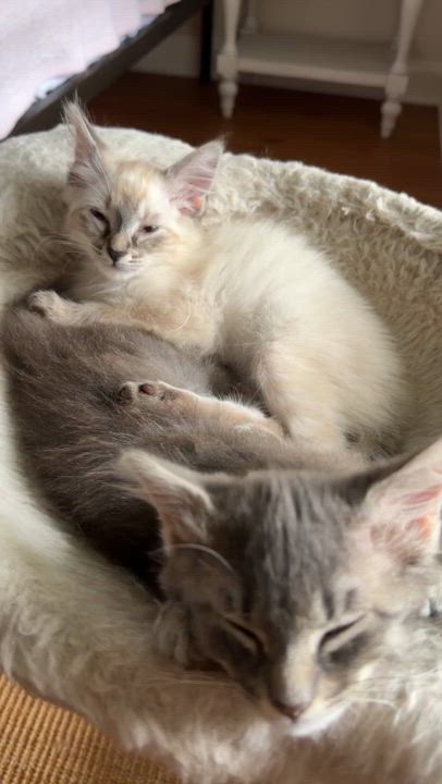 Enlarge Pepper, an adopted Domestic Medium Hair in Wilmington, NC video 5/5