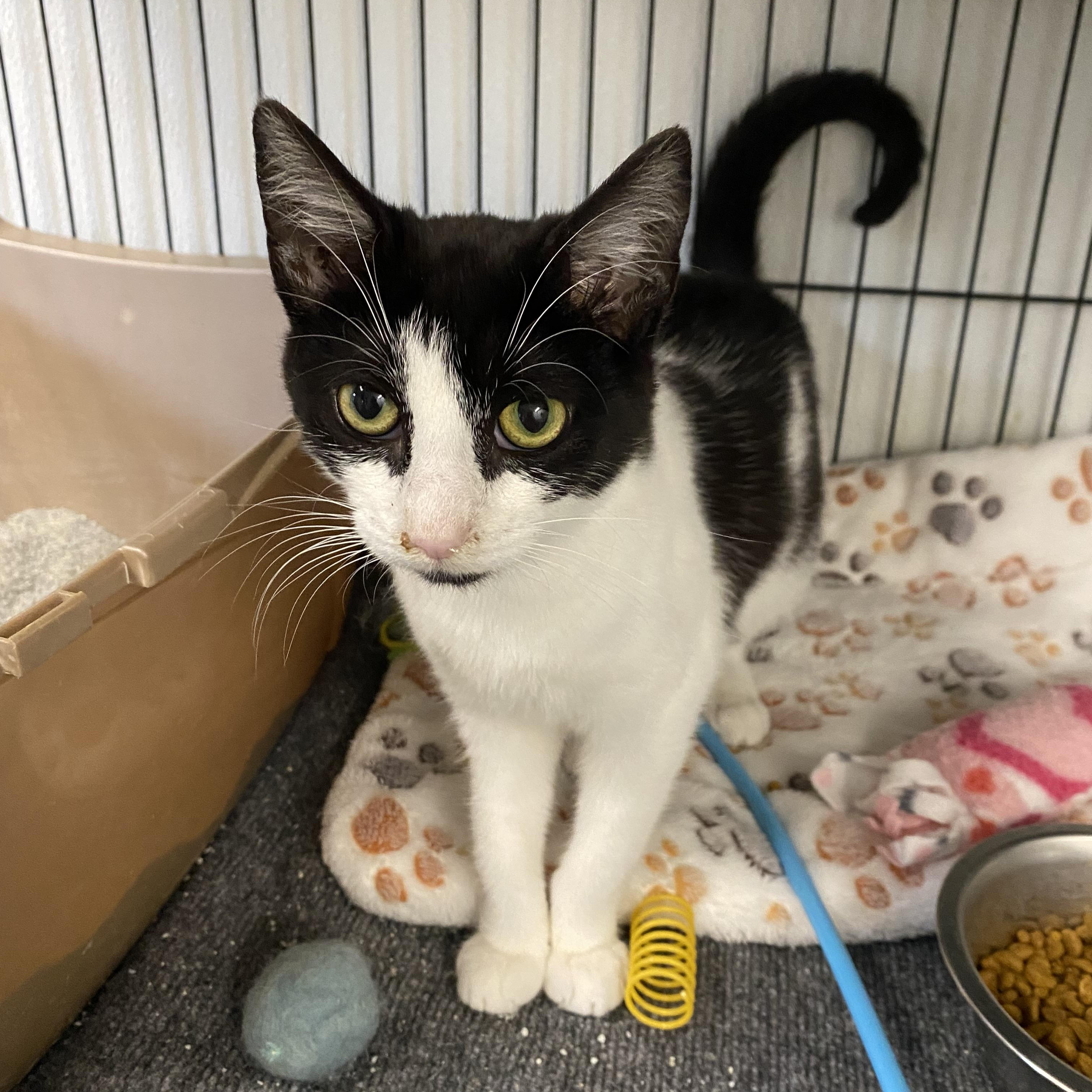 Minnie, a Adoptable Domestic Short Hair in Fredericksburg, OH image 2/4