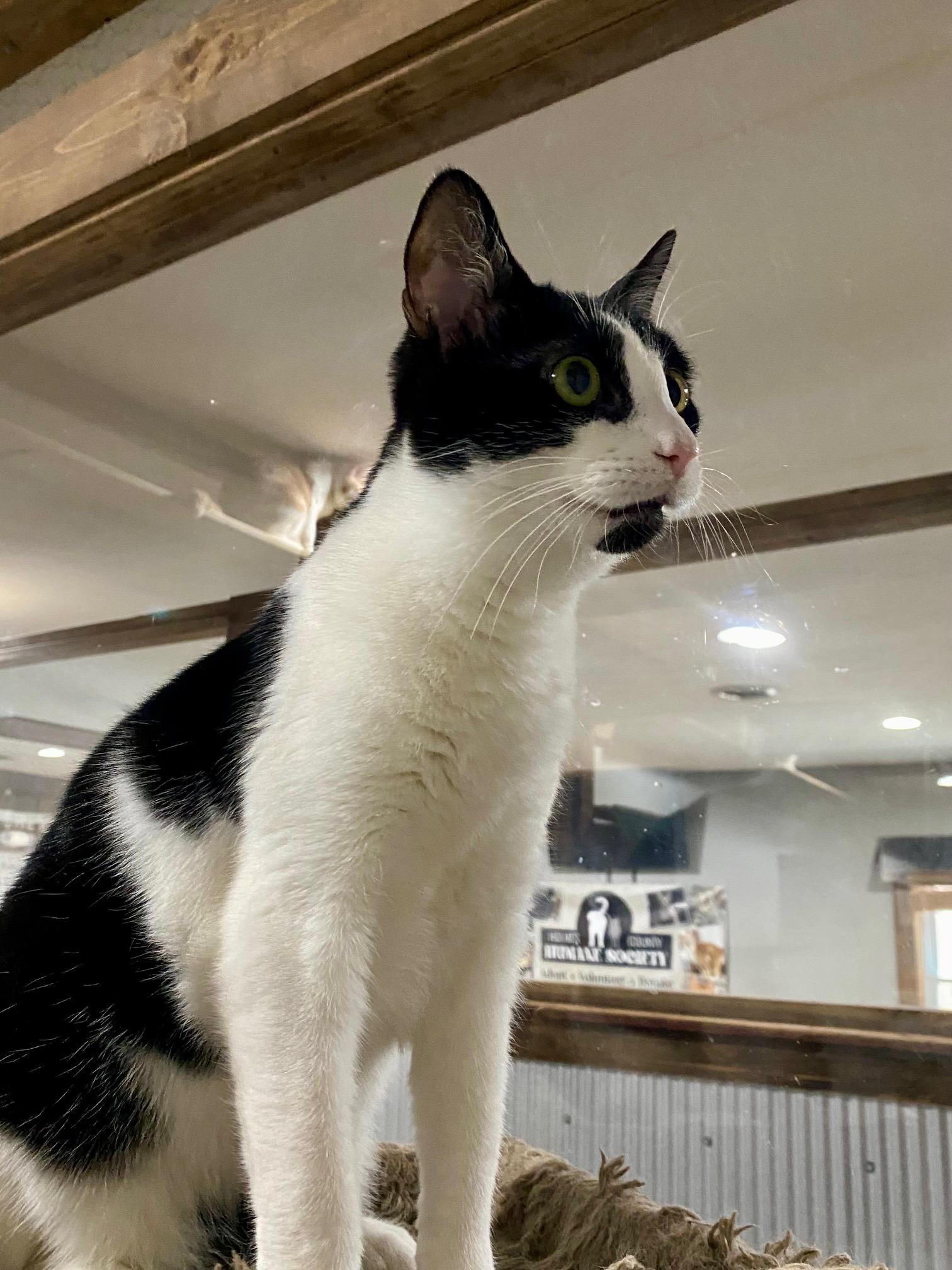 Enlarge Minnie, a Adoptable Domestic Short Hair in Fredericksburg, OH image 5/6