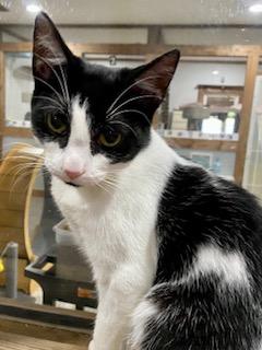 Minnie, a Adoptable Domestic Short Hair in Fredericksburg, OH image 4/4