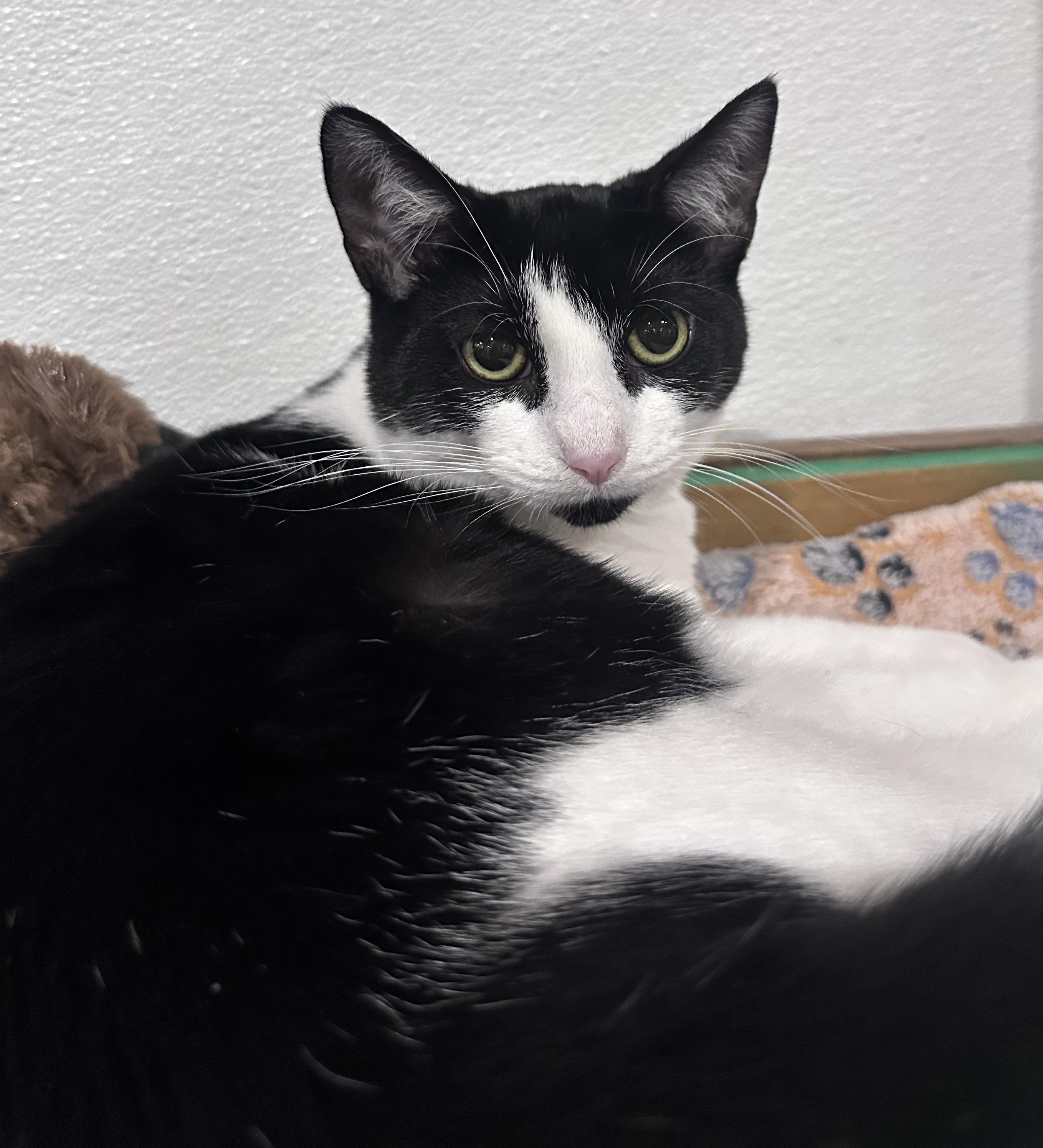 Enlarge Minnie, a Adoptable Domestic Short Hair in Fredericksburg, OH image 1/1