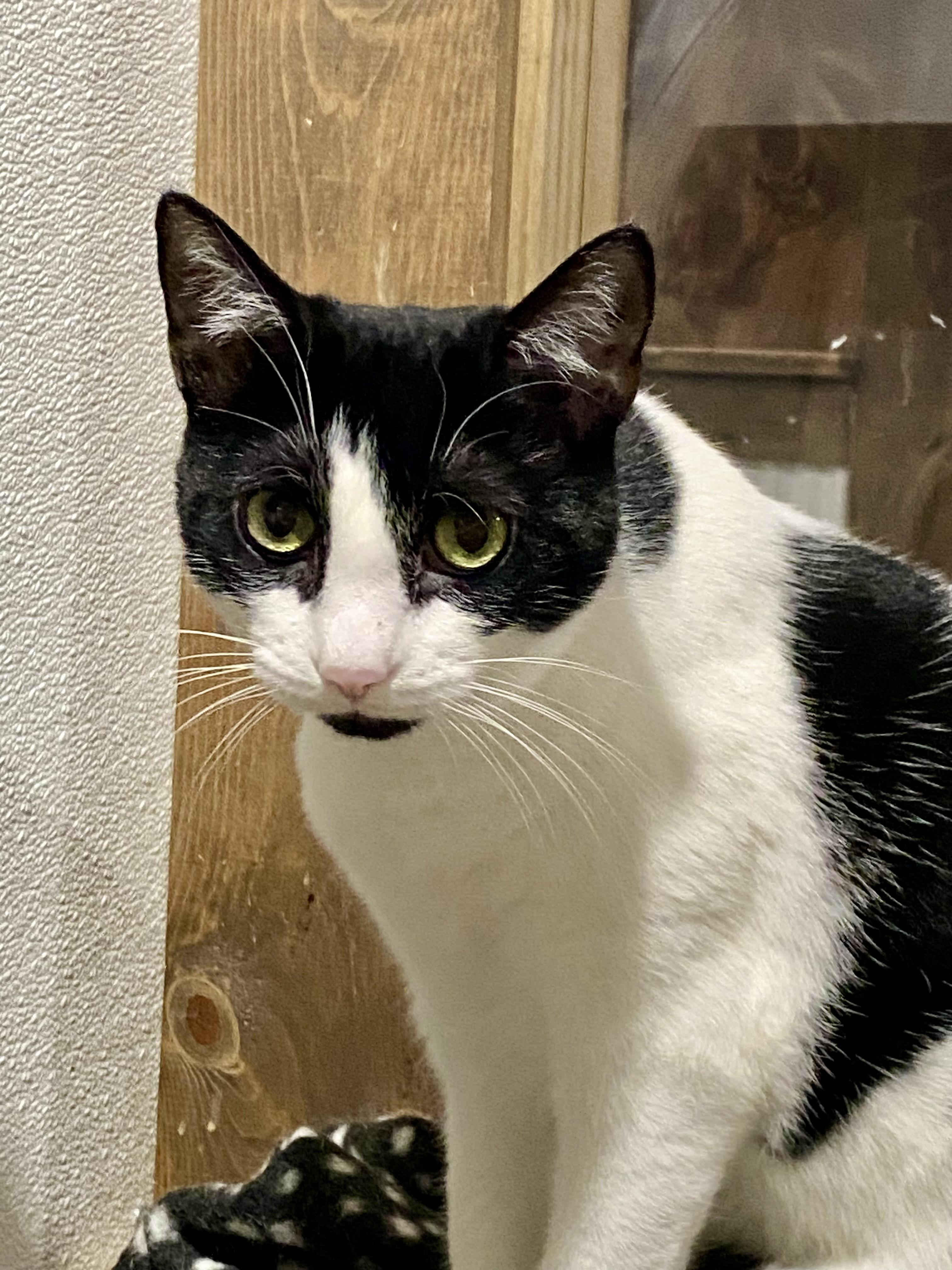 Enlarge Minnie, a Adoptable Domestic Short Hair in Fredericksburg, OH image 4/6