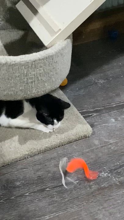 Enlarge Minnie, a Adoptable Domestic Short Hair in Fredericksburg, OH video 6/6