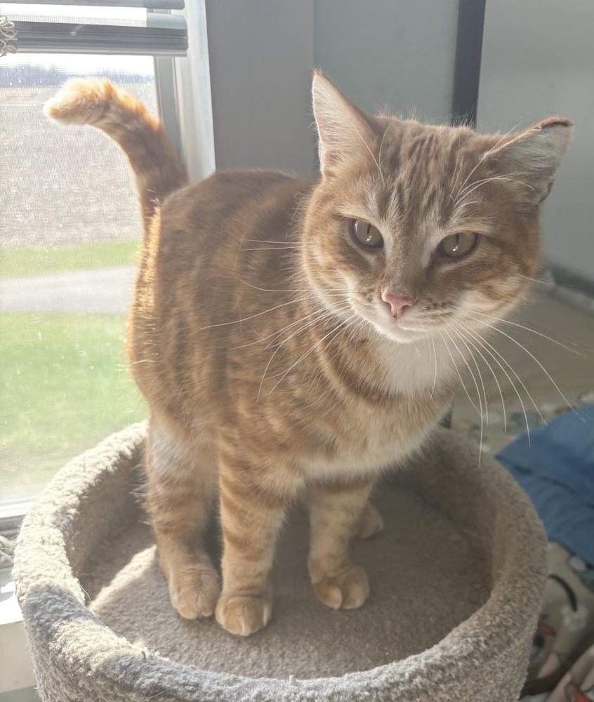 Oscar, Adopted, Adult Male Domestic Short Hair.