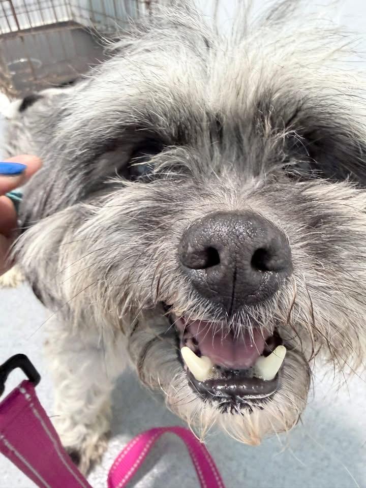 Enlarge Tibet, a ADOPTABLE mixed breed in Grafton, OH image 6/6