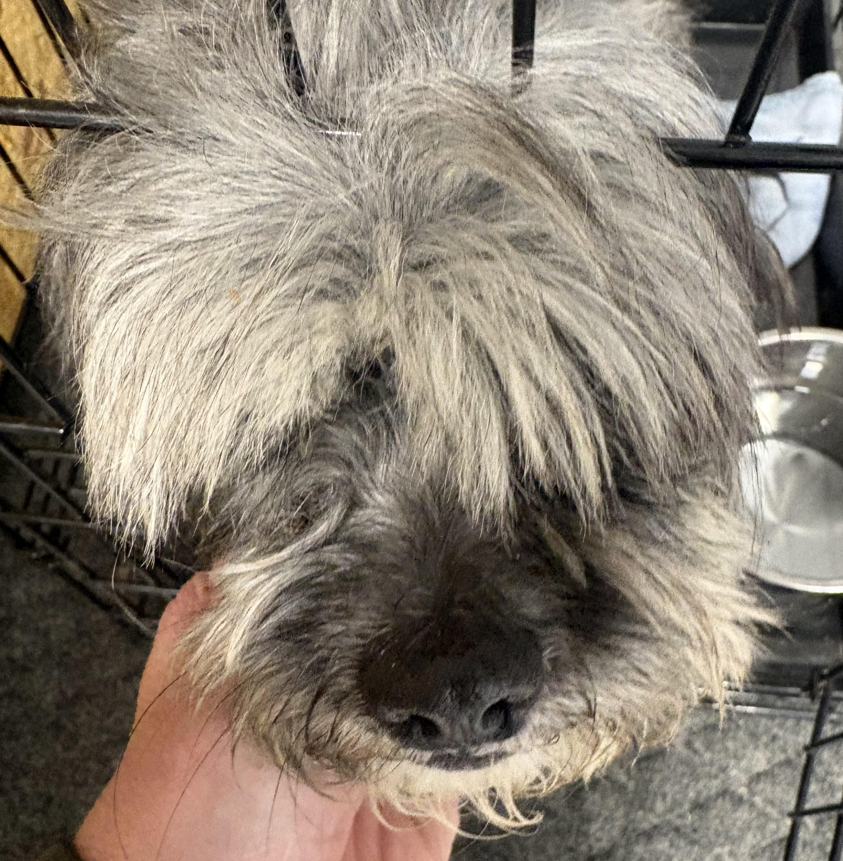 Enlarge Tibet, a ADOPTABLE mixed breed in Grafton, OH image 2/6