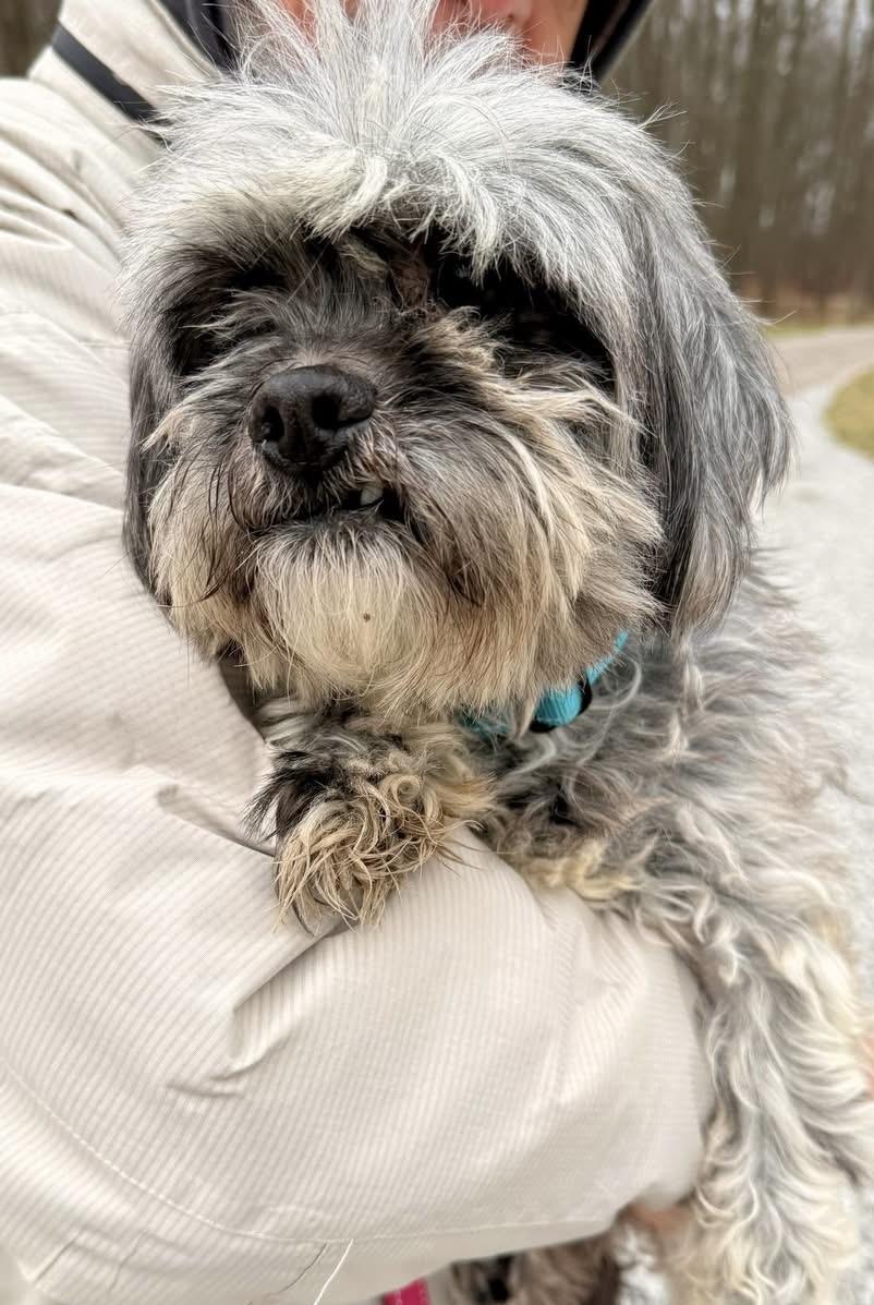 Enlarge Tibet, a ADOPTABLE mixed breed in Grafton, OH image 4/6