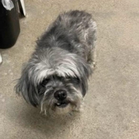 Enlarge Tibet, a ADOPTABLE mixed breed in Grafton, OH image 3/6