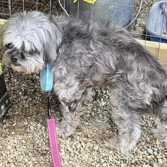 Enlarge Tibet, a ADOPTABLE mixed breed in Grafton, OH image 5/6