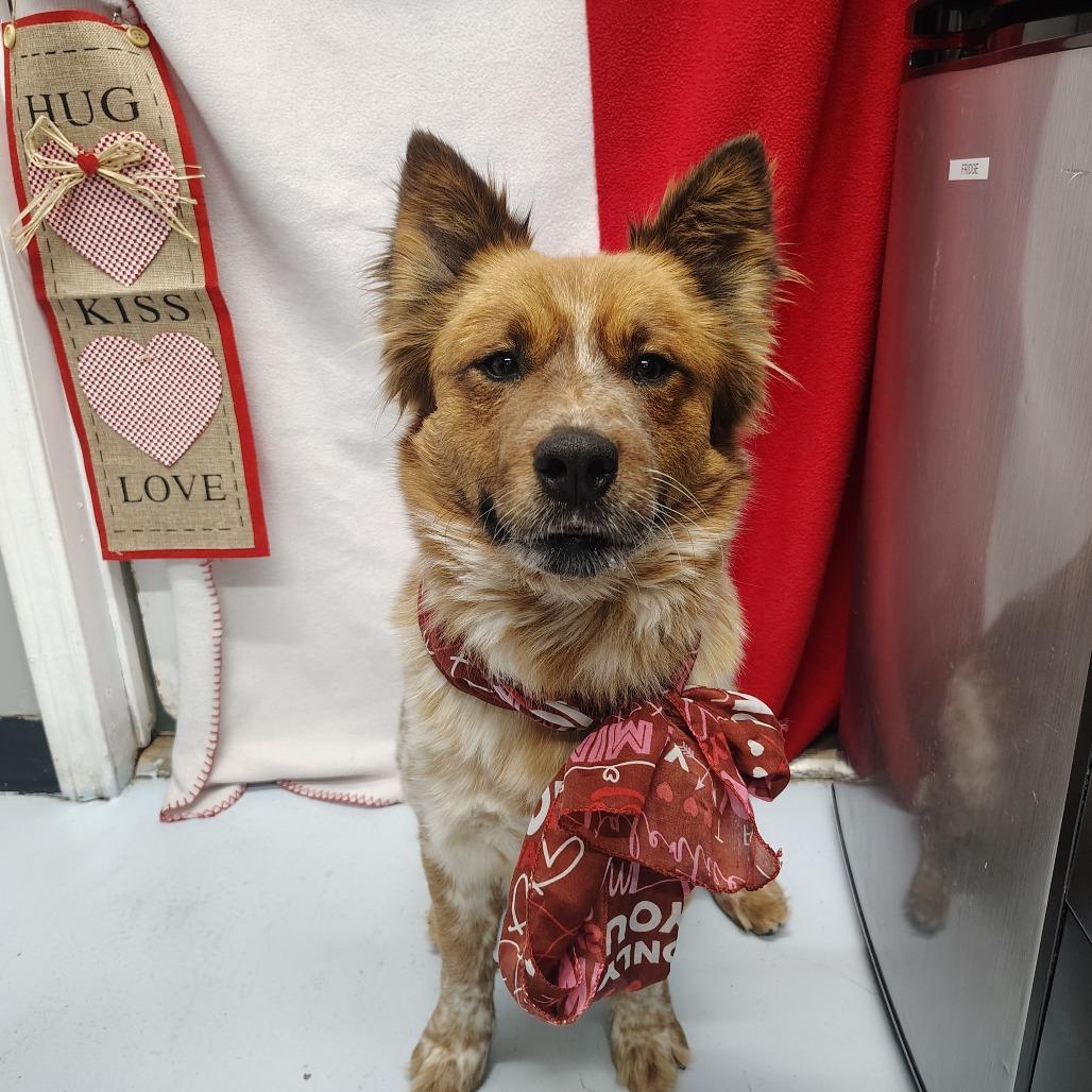 Enlarge Fluffy, a Adoptable Cattle Dog in Springtown, TX image 1/4