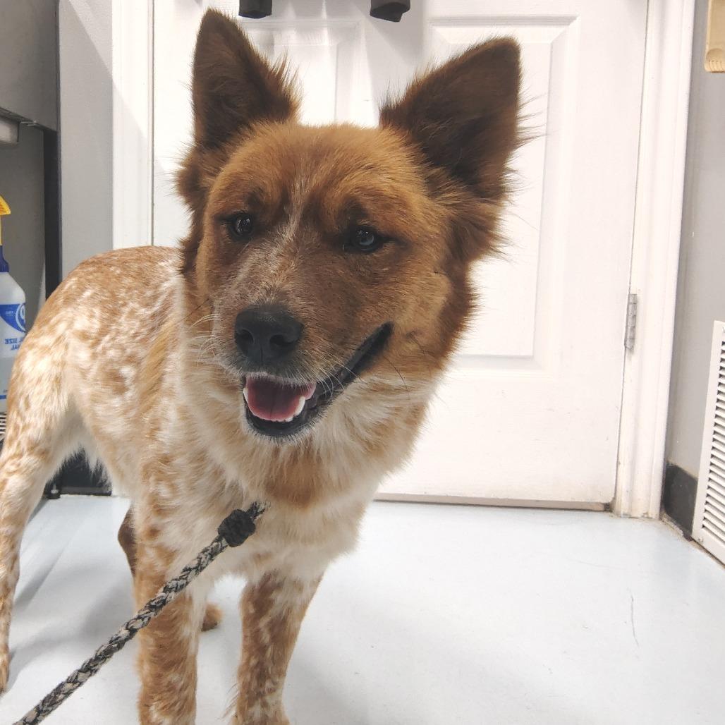 Enlarge Fluffy, a Adoptable Cattle Dog in Springtown, TX image 3/4