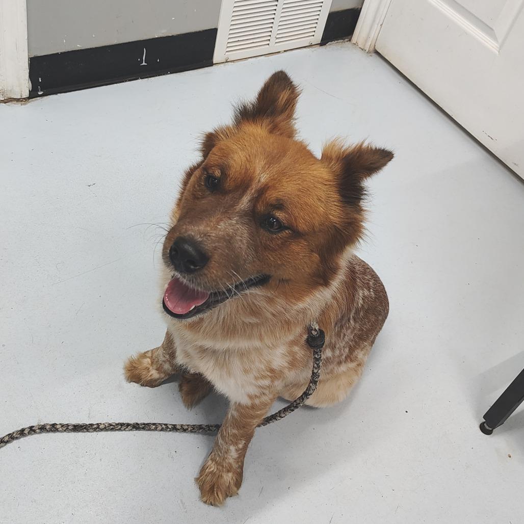 Enlarge Fluffy, a Adoptable Cattle Dog in Springtown, TX image 4/4