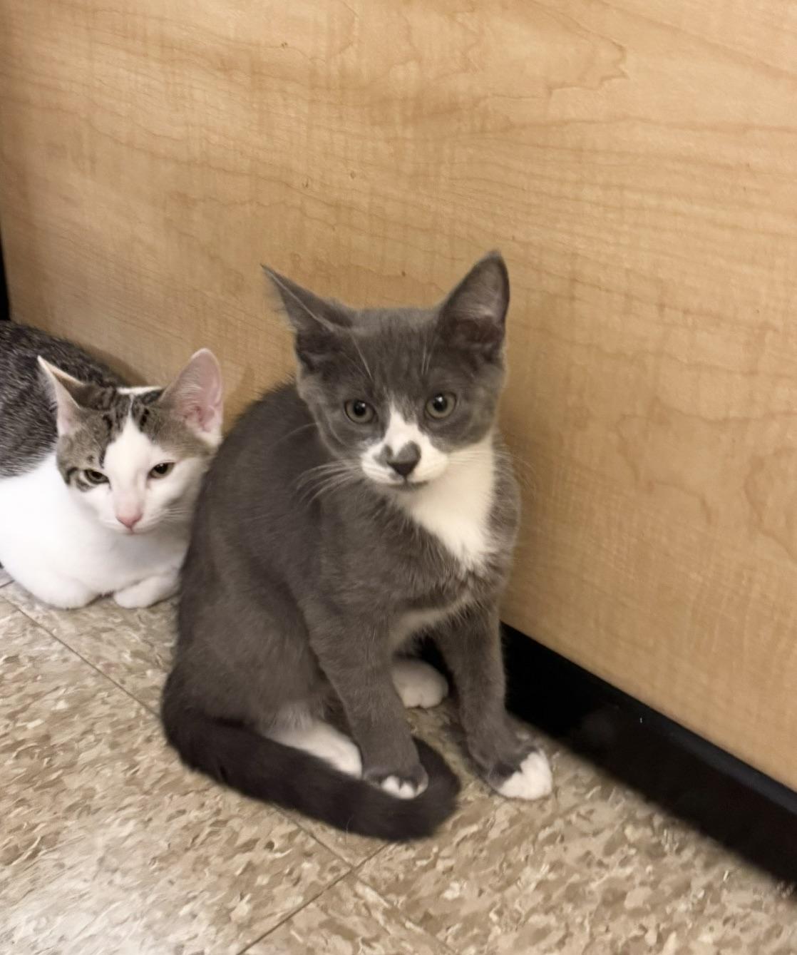 Enlarge Tirian, a ADOPTABLE Domestic Short Hair in Springfield, PA image 5/6