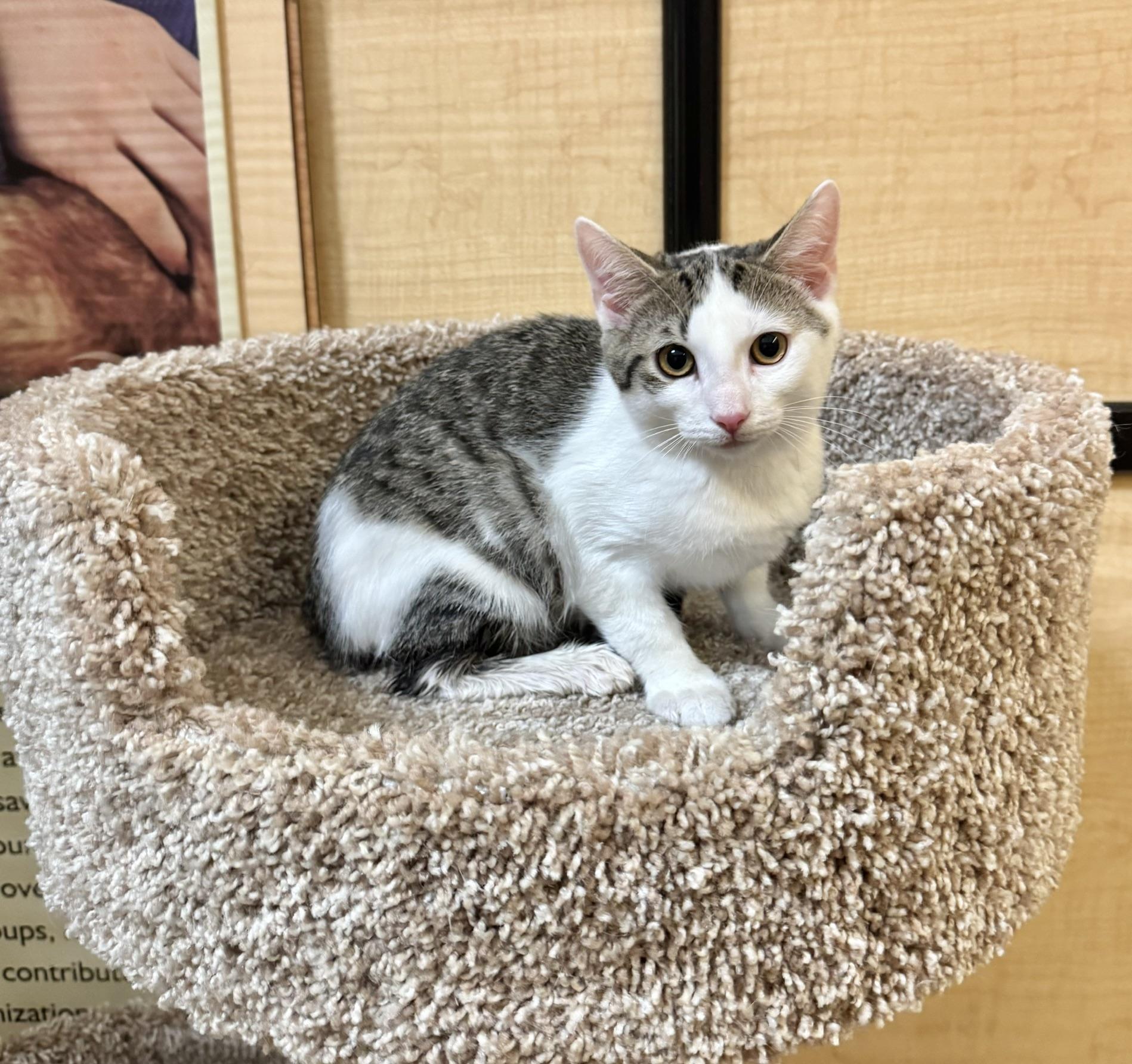 Tirian, ADOPTABLE, Kitten Male Domestic Short Hair.