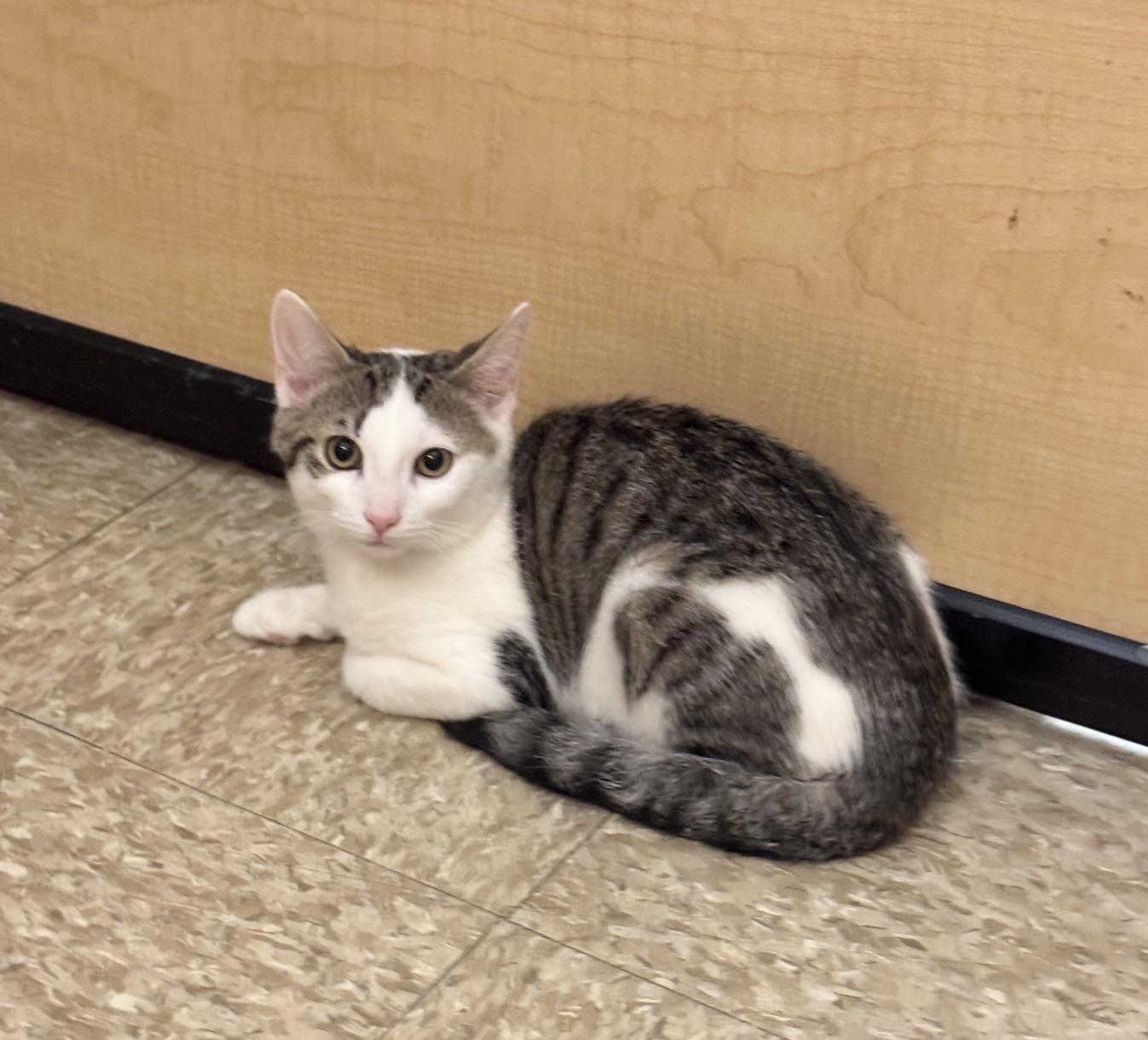 Enlarge Tirian, a ADOPTABLE Domestic Short Hair in Springfield, PA image 3/6