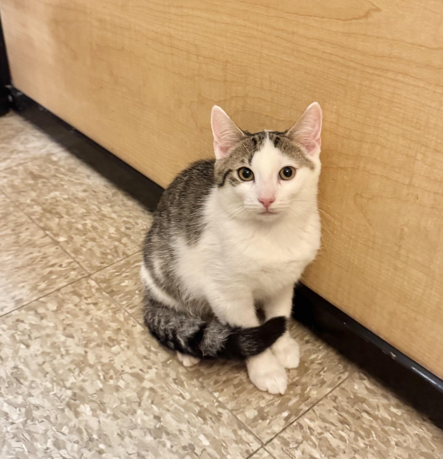 Enlarge Tirian, a ADOPTABLE Domestic Short Hair in Springfield, PA image 4/6