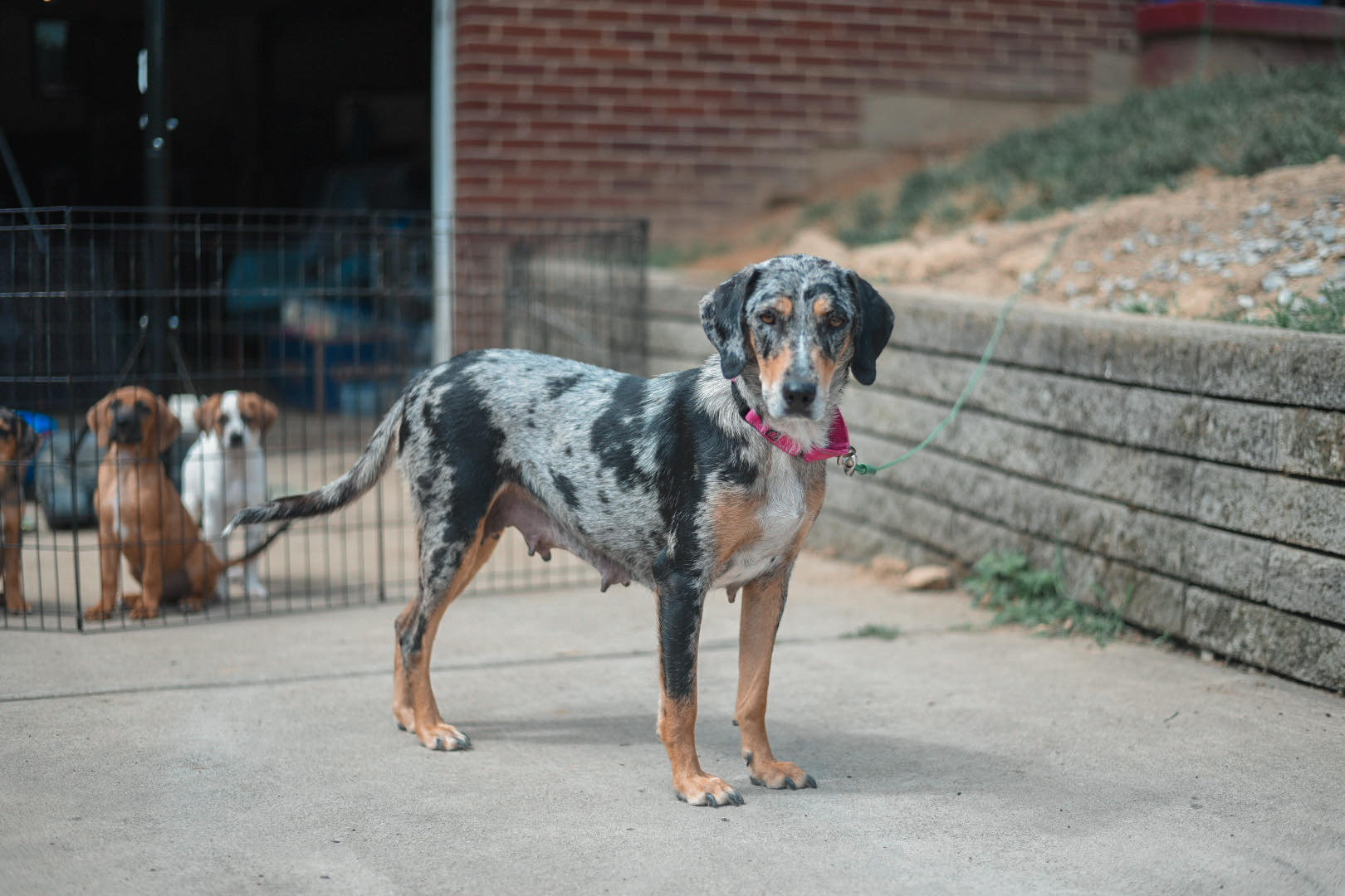 Maui, Adopted, Adult Female Catahoula Leopard Dog.