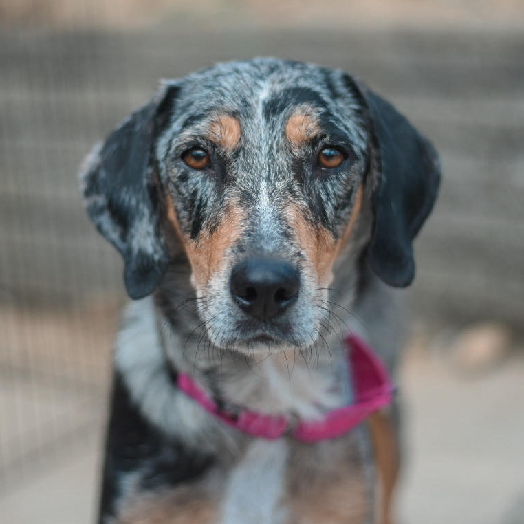 Enlarge Maui, a Adopted Catahoula Leopard Dog in Pittsburgh, PA image 2/4